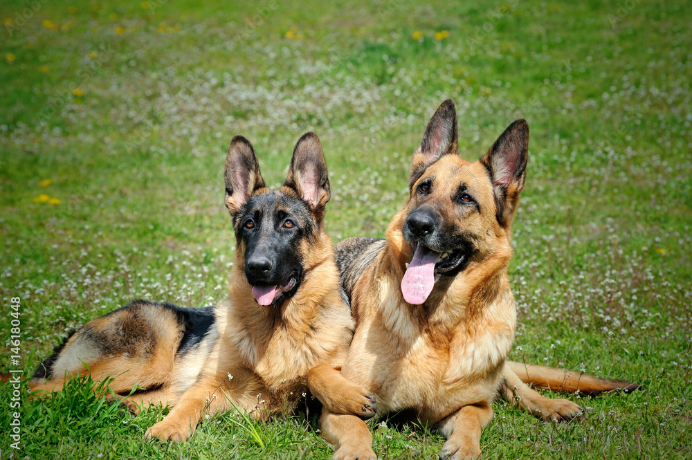 young German shepherd dog sitting on grass with mother young German shepherd dog sitting on grass with mother