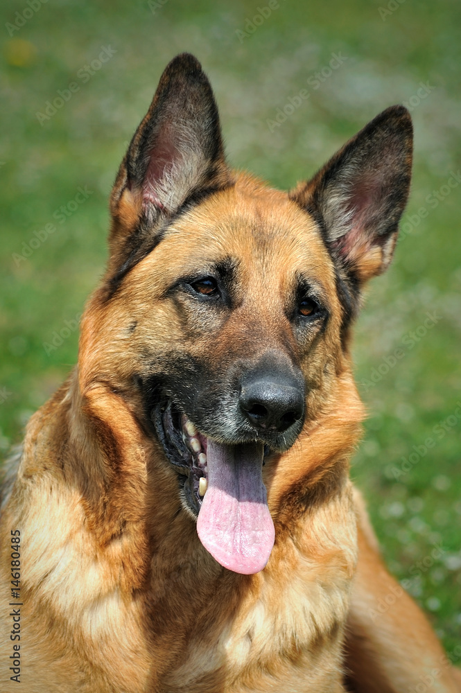 German shepherd dog sitting on grass background portrait German shepherd dog sitting on grass background portrait
