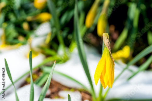 Fototapeta Naklejka Na Ścianę i Meble -  Spring daffodils braving a late snow