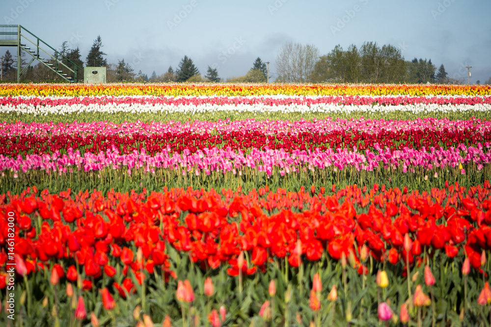 Tulip Fields