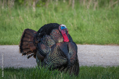 Male wild turkey showing off beautiful plumage in spring
