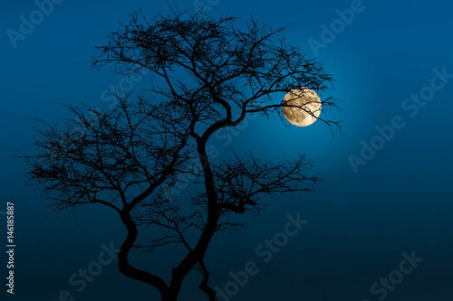 Tree Silhouetted by the Moon