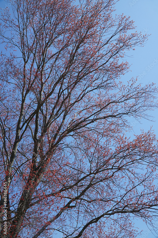tree branch sprout in spring tree branch sprout in spring