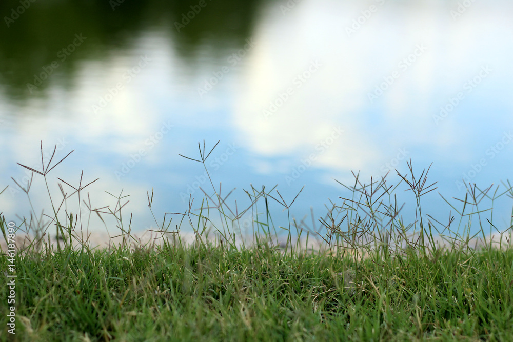 Obraz premium césped verde y fondo de lago