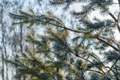 Pine tree branches in winter