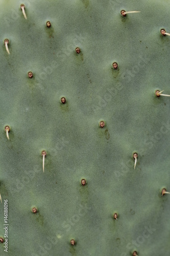 nopal verde mexicano con espinas amarillas