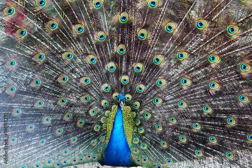 Photos pavo real pavo real azul