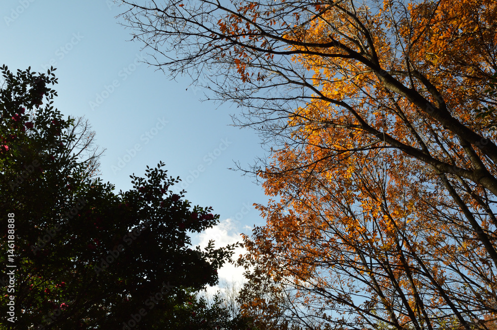 Obraz premium 秋の空