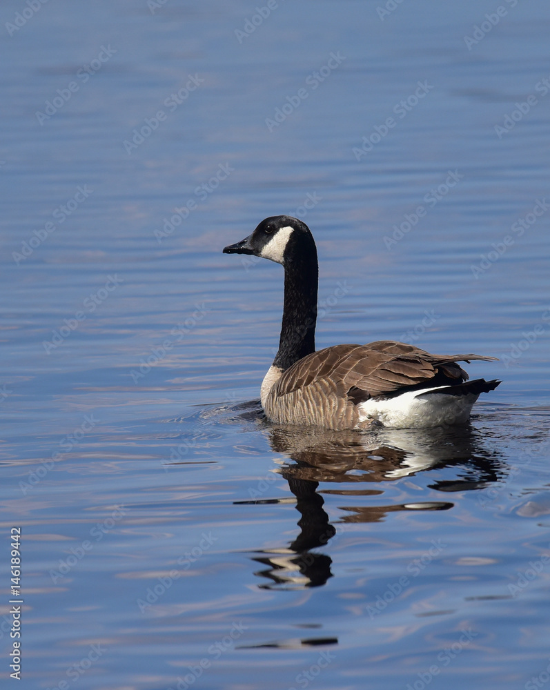 Canada goose swimming in clear blue lake.