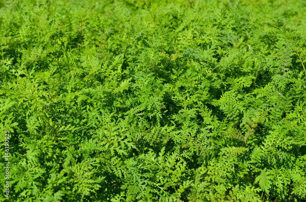 Green grass. Background Green grass. Background