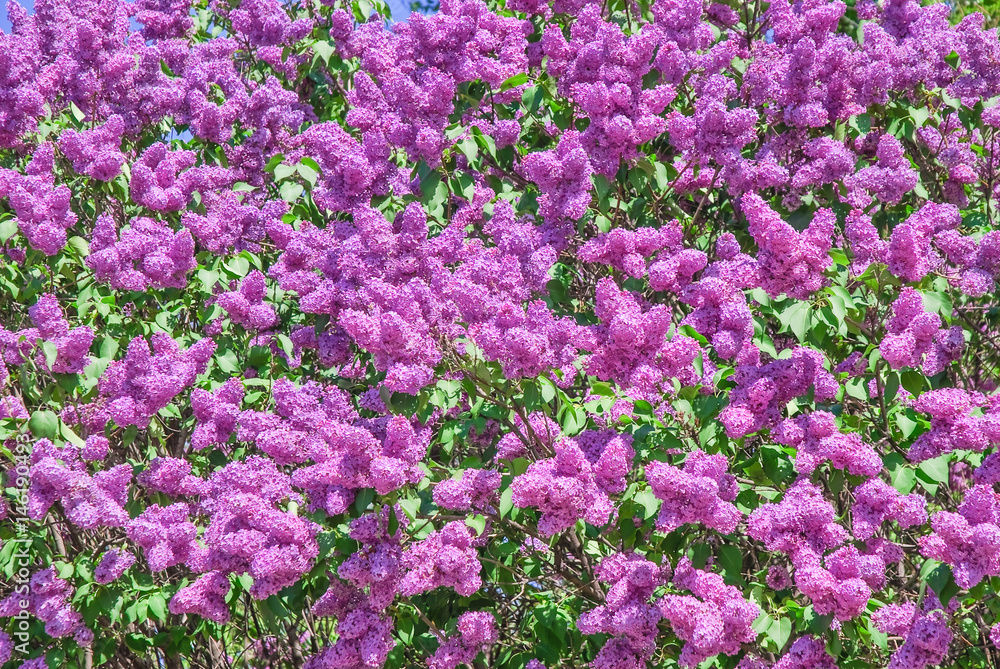 Fototapeta premium Blooming varietal selection lilac (Syrigna vulgaris). The sort of 