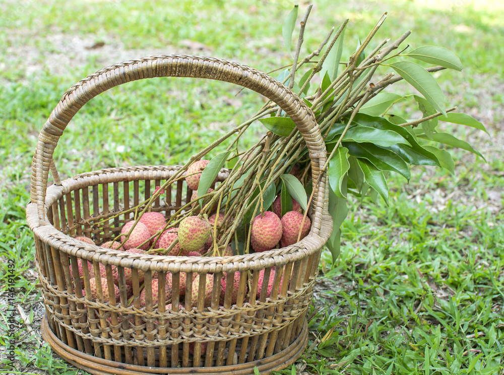 Fresh lychee in straw basket for sell in market on the green glass Fresh lychee in straw basket for sell in market on the green glass