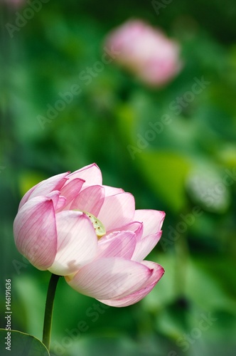 蓮の花./風に揺れるハスの花です.