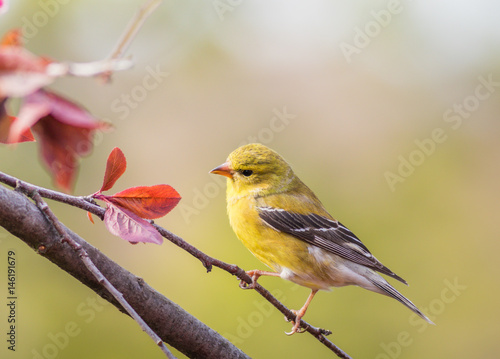 American Goldfinch (Spinus Tristis) female perched on plum tree branch © rabbitti