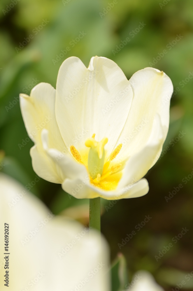 白いチューリップの花 白いチューリップの花
