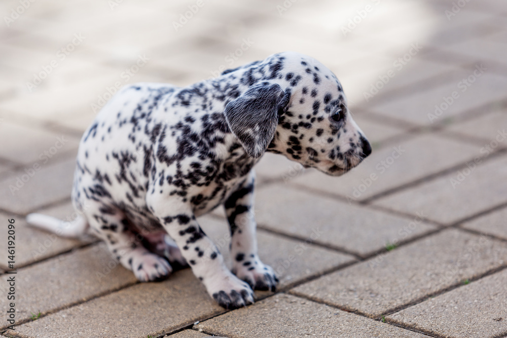 Dalmatian puppy. Beautiful Dalmatian dog Dalmatian puppy. Beautiful Dalmatian dog