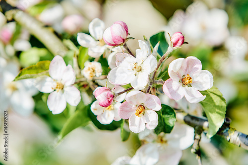 Spring  background with white blossom.  spring floral background. Blooming tree branches with white flowers © EwaStudio