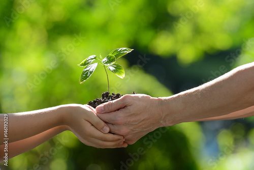 Two hands holding together a green young plant