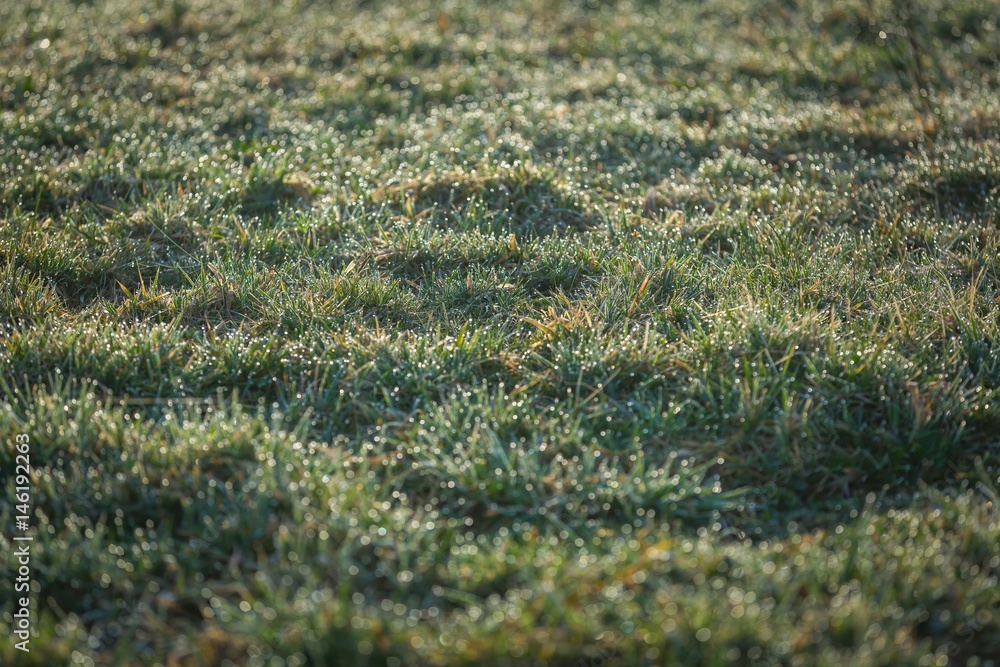 Morning wet grass in close up Morning wet grass in close up