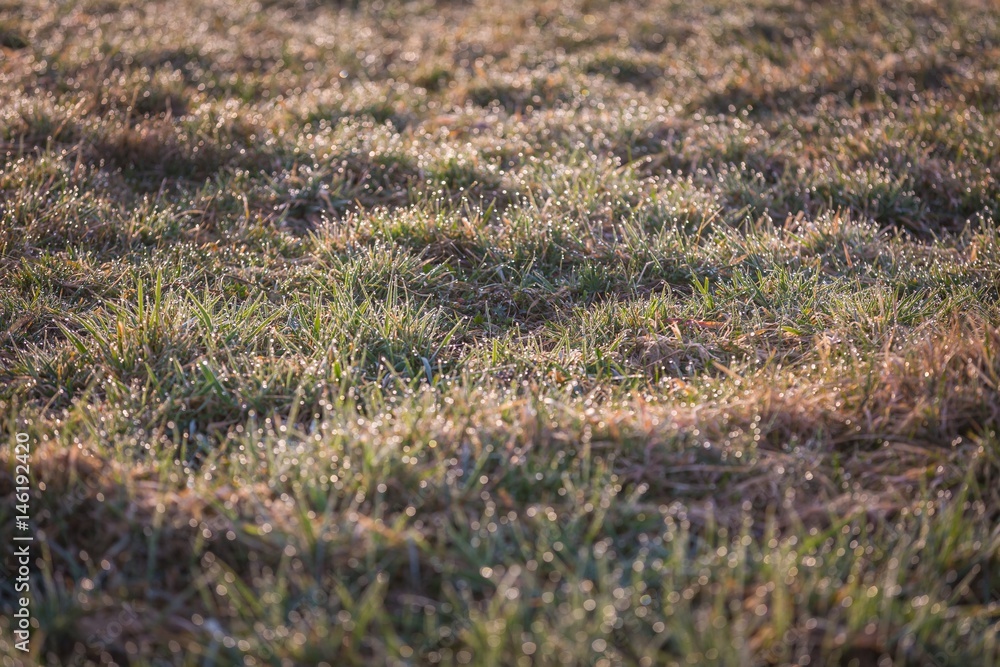 Morning wet grass in close up Morning wet grass in close up