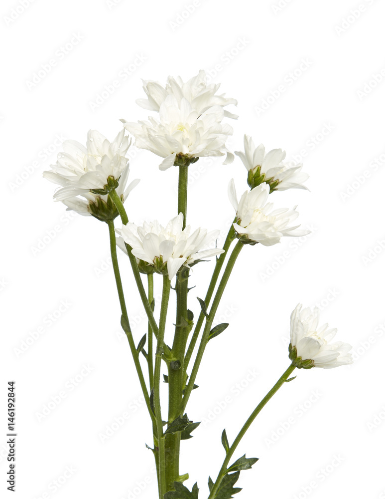 bouquet white chrysanthemums