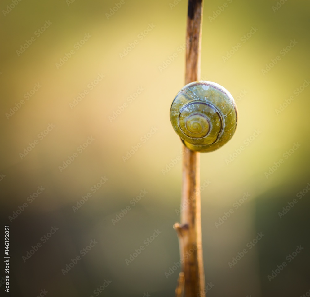 Snail shell beautiful macro