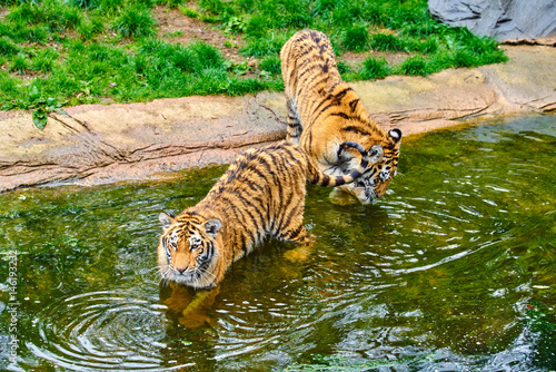 Two young tigers. Tiger Cub