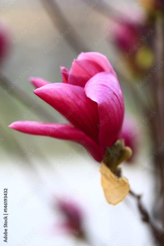 Magnolia flower Magnolia flower