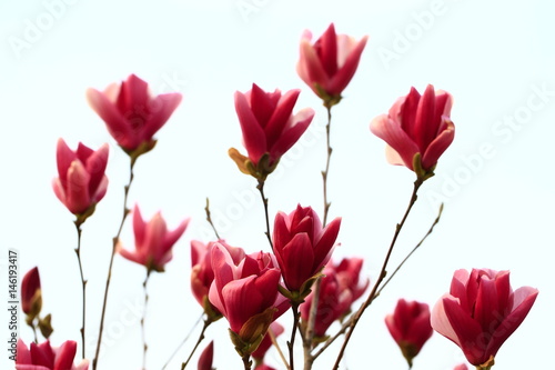 Magnolia flower