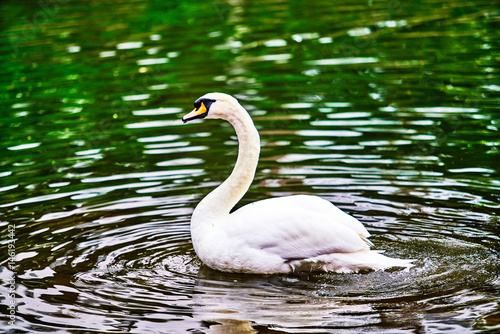 White swan in the lake