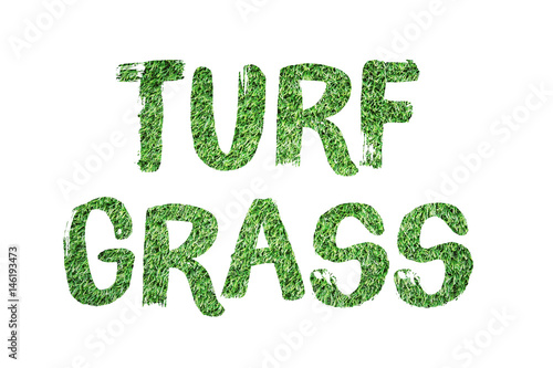 Turf Grass