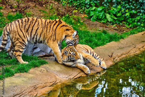 Two adult tigers at play. young Tiger