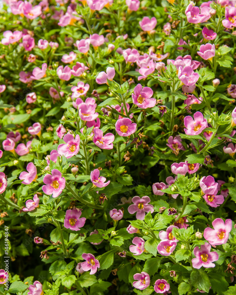 Tiny pink flowers in a basket