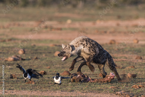 Spotted hyena chasing pied crows, Eastern Cape, South Africa