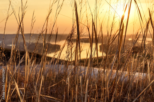 sunset dry grass background golden