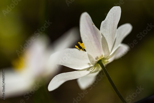 White anemone in big close up