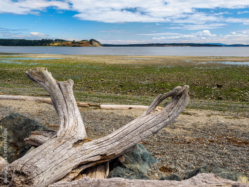 Driftwood on the rocky ocean beach. Island View beach, Vancouver Island, BC