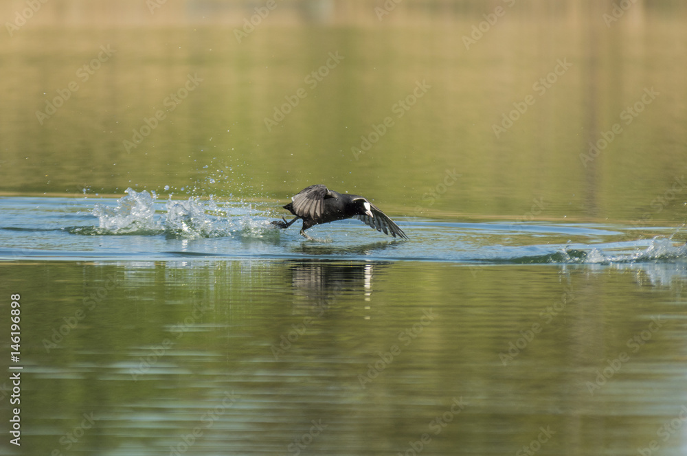 Obraz premium Canards et foulques - Les Marches - Savoie.