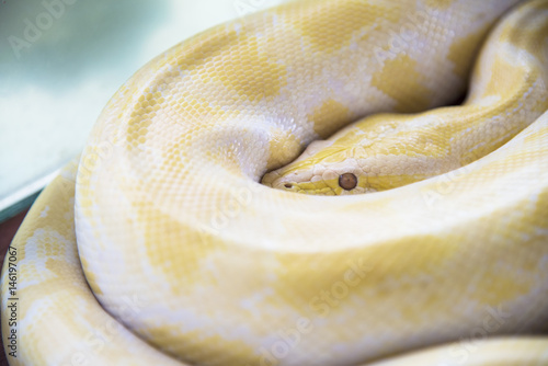 Albino burmese python ( Golden Thai python) Gold Python,Reticulated python (Python reticulatus)