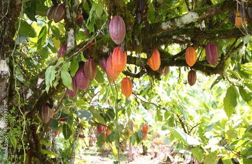 Cacao in Trinidad & Tobago ／カカオ in トリニダード＆トバゴ photo