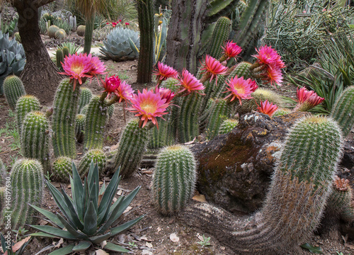  Cactus Echinopsis hybrid 'Flying Saucer'
