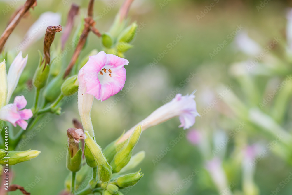 Obraz premium Chocolate chip cookie on white background