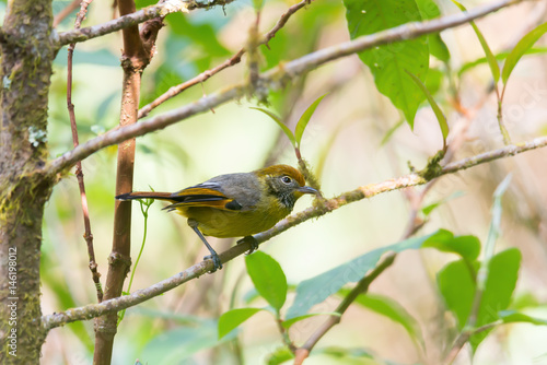 Colourful small bird.Chestnut tailed minia ( chrysominia strigula ) perching on branch in highland forest northern  thailand. photo