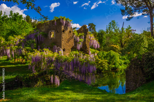 Giardino di Ninfa in primavera con la pianta di glicine fiorito photo