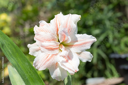 Magnificent double flower with white petals with red stripes or blooming hippeastrum Nymph  in spring