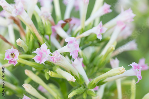 Beautiful Common tobacco blooming photo