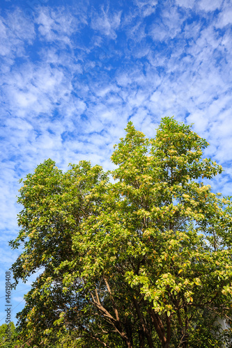 Tembusu flowers bloomig on tree., Fagraea fragrans