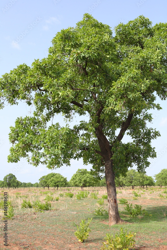 Shea tree, Kukua Ghana Shea tree, Kukua Ghana