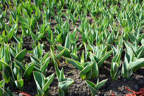Tulip Sprouts. A Flower Bed of Tulips. Spring Plants  Buds.