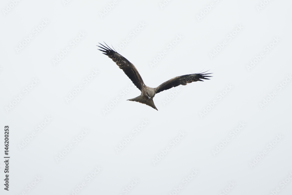 Obraz premium 野鳥